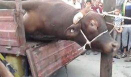 杀牛视频,揭秘杀牛全过程